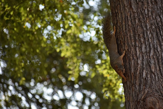 团队战术 团队战术